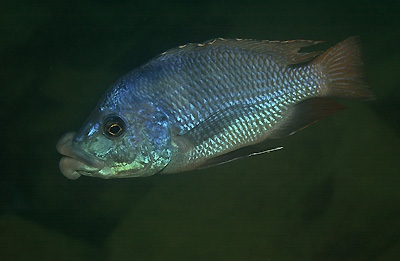 Placidochromis milomo 'Nakantenga Island'